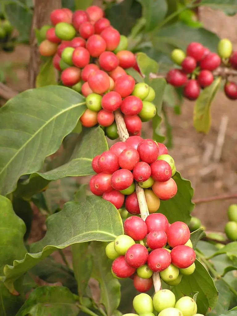 Freshly ripened red coffee cherries ready for harvest
