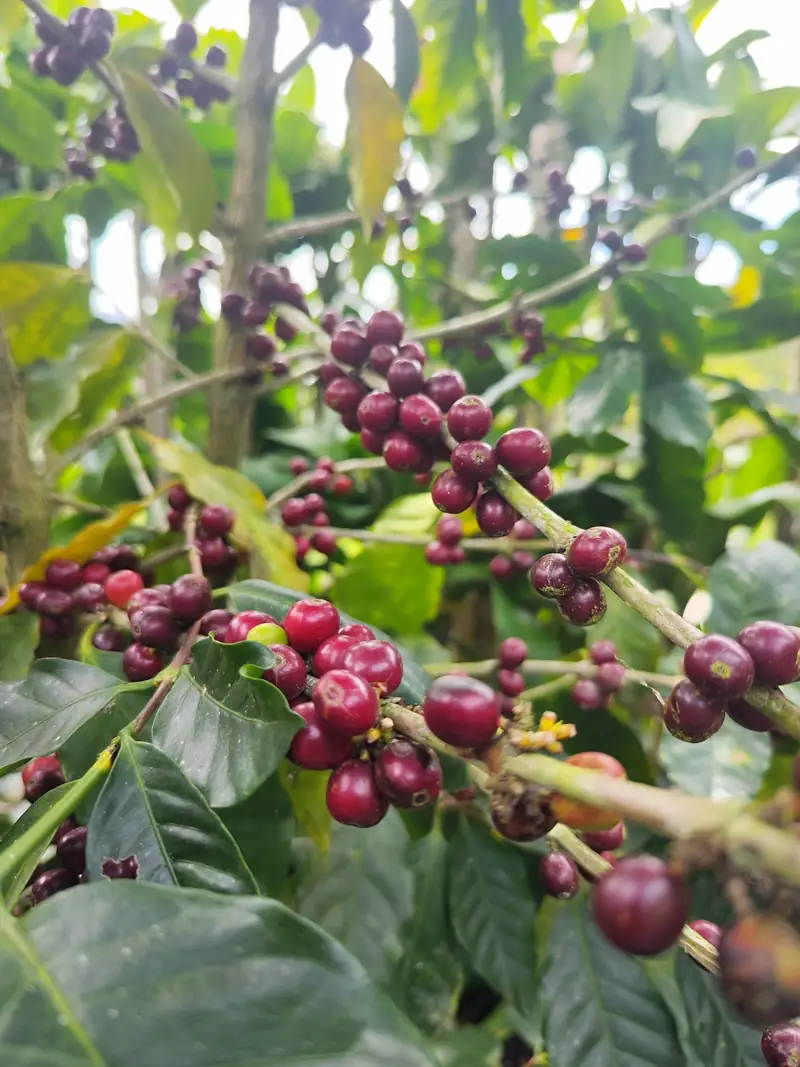 Clusters of ripe coffee cherries among green leaves