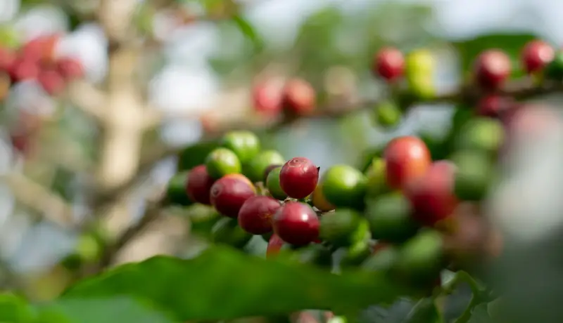 Ripe red and green coffee cherries growing on a coffee branch