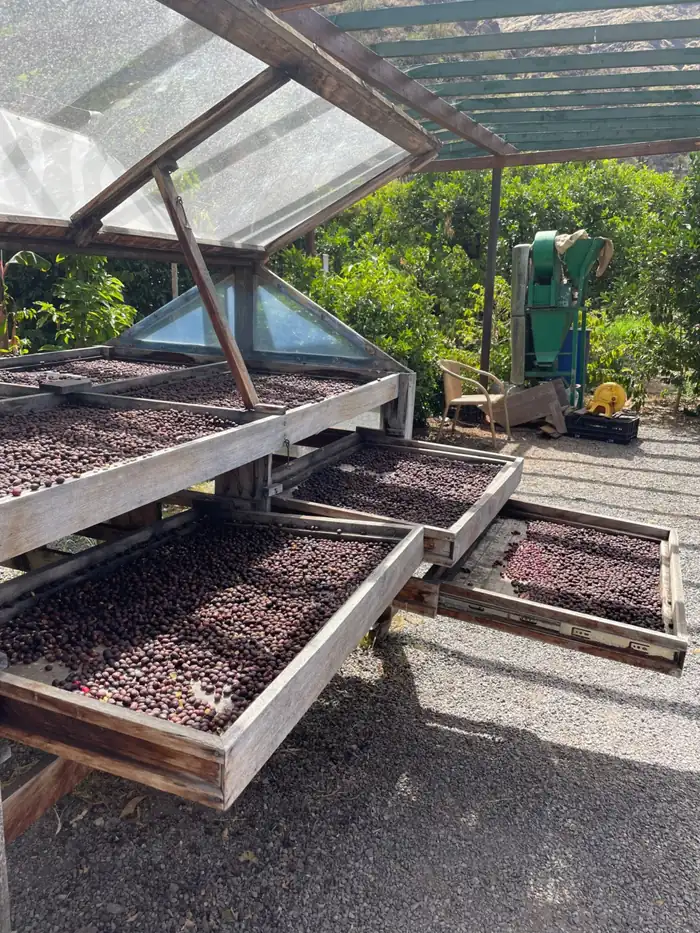 Coffee drying on raised beds